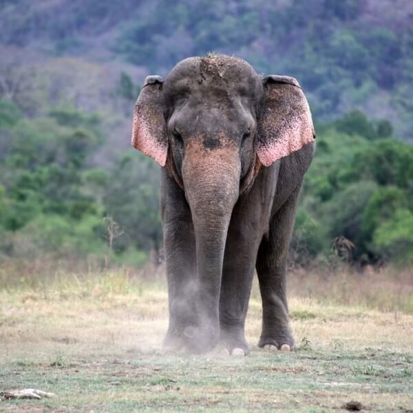 Full-Day Wasgamuwa Wildlife Adventure – Sri Lanka